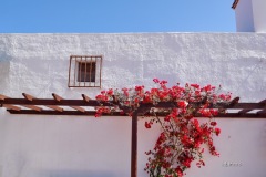 MOR_6779