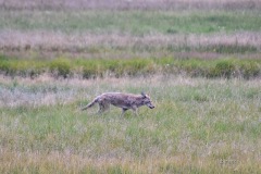 MOR_1747