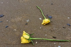 MOR_7592