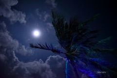 MOR_7974